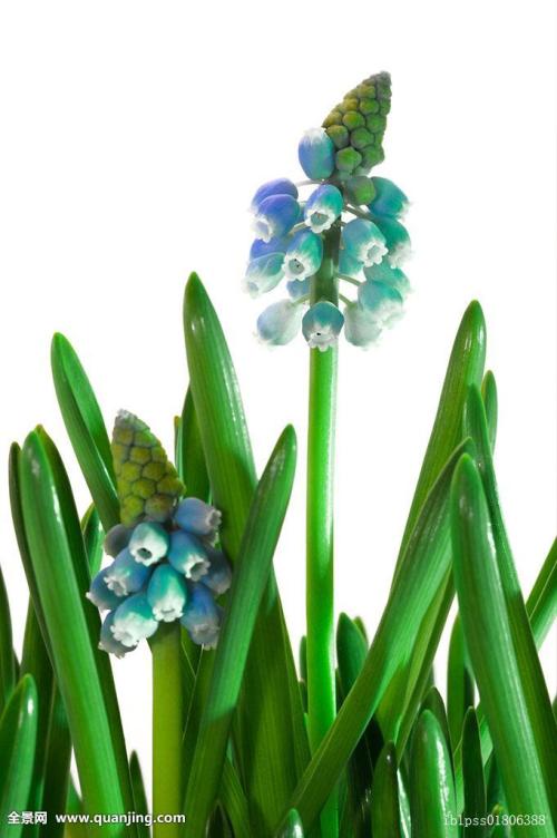 վƻش羳Ĳ 永ʽ4.4