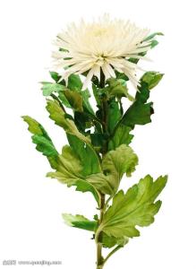 ڹʿϰ˹ԤıϮ911