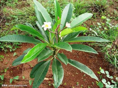 ͻ˹йԮͻҽƶӰ䷢֤